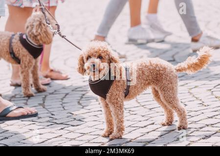 Zwei niedliche Hunde pudeln Haustiere auf einem Spaziergang auf dem Bürgersteig in der Stadt Stockfoto