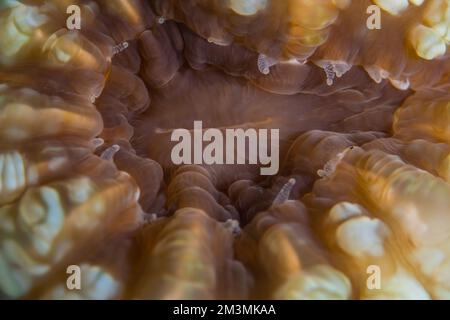 Nahaufnahme der bunten Anemone am Korallenriff in der Wildnis des Pazifischen Ozeans Stockfoto