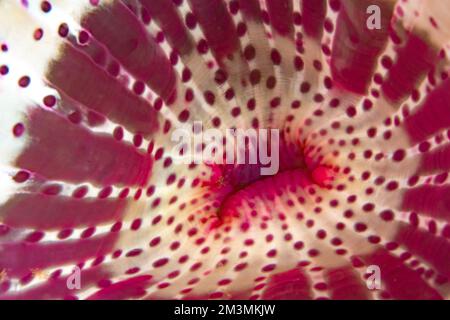 Nahaufnahme der bunten Anemone am Korallenriff in der Wildnis des Pazifischen Ozeans Stockfoto