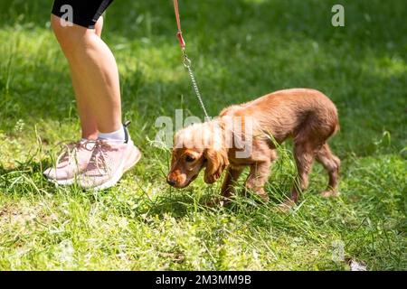 Englisch Cocker Spaniel Welpe zu Fuß auf grünem Gras. Hochwertige Fotos Stockfoto