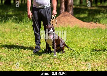 Brauner und weißer Pitbull sitzt auf dem Gras neben dem Besitzer. Hochwertiges Foto Stockfoto