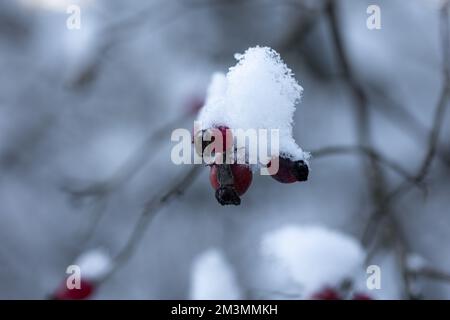 Eine Nahaufnahme von hippen Rosenbeeren, die an einem Wintertag mit Schnee bedeckt sind Stockfoto