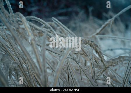 Eisiger Regen im Winter. Eis und Schnee auf dem Ast nach überfrierendem Regen. Ast vollständig in Eisglasur eingekapselt. Im Winter düster Stockfoto