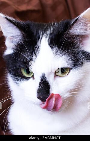 Schwarz-weiße Katze leckt es selbst aus nächster Nähe Stockfoto