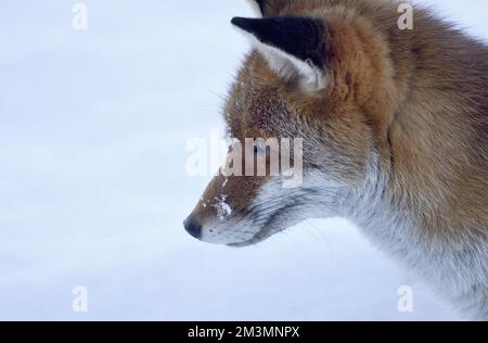 Europäischer Rotfuchs (Vulpes vulpes) in einem Obstgarten, Winter. Kent, Großbritannien, Dezember Stockfoto