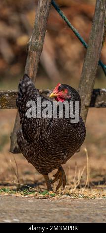 Schönes schwarz-weißes isoliertes Huhn, vertikale Zusammensetzung Stockfoto