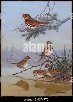 Platte 72: Fox Sparrow, Song Sparrow, Lincoln's Sparrow, Swamp Sparrow, Sparrows, Fuchs-Spatz, Song-Spatz, Lincolns Spatz Stockfoto