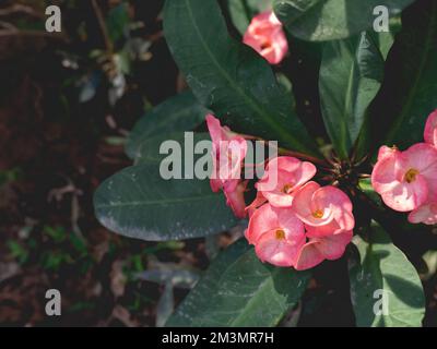 Rosa Blumen mit Blättern und Natur Stockfoto