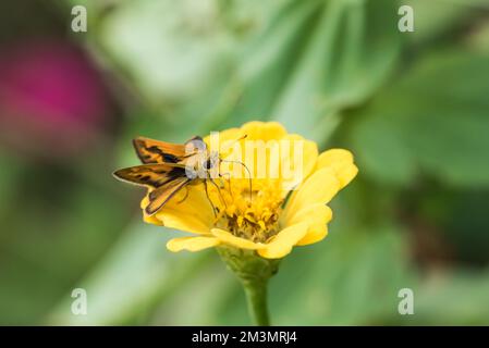 Fiery Skipper (Hylephila phyleus) in Mexiko füttern Stockfoto