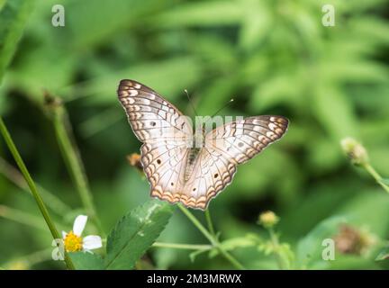 Futtersuche mit weißem Pfau (Anartia jatrophae) in Mexiko Stockfoto