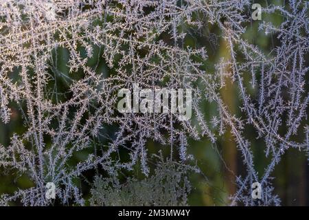 Poole, Dorset, UK. 16.. Dezember 2022 Britisches Wetter: An einem kalten, frostigen Morgen in Poole, Dorset erzeugt wunderschöne feine Frostmuster der Natur auf dem Glas. Kredit: Carolyn Jenkins/Alamy Live News Stockfoto