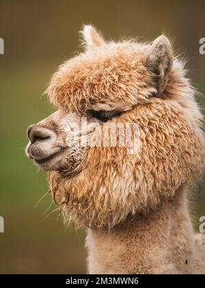 Ein vertikaler Schuss eines Kamels (Camelus) Stockfoto