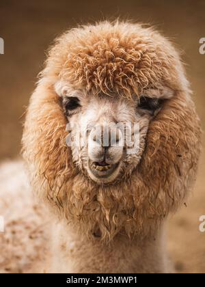 Eine vertikale Aufnahme eines Kamels Stockfoto
