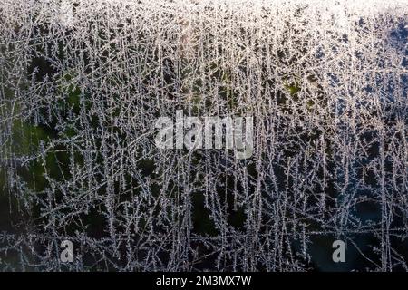 Poole, Dorset, UK. 16.. Dezember 2022 Britisches Wetter: An einem kalten, frostigen Morgen in Poole, Dorset erzeugt wunderschöne feine Frostmuster der Natur auf dem Glas. Kredit: Carolyn Jenkins/Alamy Live News Stockfoto