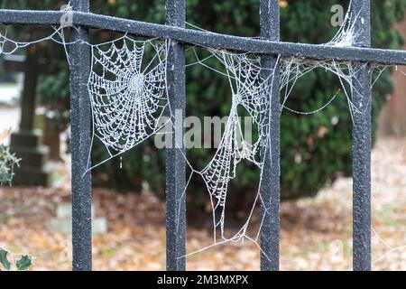 Frostige Spinnweben oder Spinnenweben auf Metallgeländer nach einem Eisfrost im Winter, Dezember 2022, Hampshire, England, Großbritannien Stockfoto