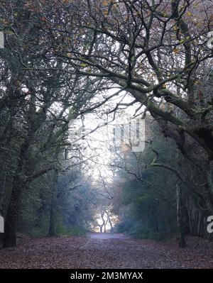 Ein vertikales Bild einer Straße, umgeben von blattlosen Bäumen im Sutton Park, Birmingham, Großbritannien Stockfoto