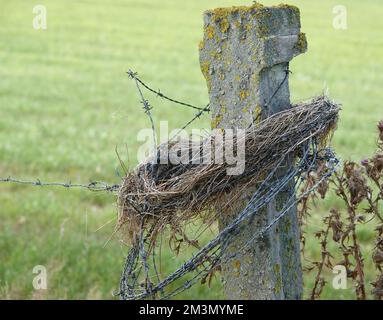 Alte Betonstange mit Flechten und Stacheldraht und einem Grasring. Stockfoto