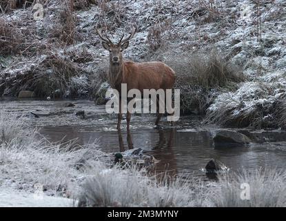 Newtown Linford, Leicestershire, Großbritannien. 16.. Dezember 2022 Wetter in Großbritannien. Ein Reh überquert den Fluss Lin im Bradgate Park, während die winterlichen Bedingungen weiterhin Großbritannien beeinträchtigen. Kredit: Darren Staples/Alamy Live News. Stockfoto