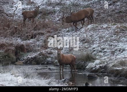 Newtown Linford, Leicestershire, Großbritannien. 16.. Dezember 2022 Wetter in Großbritannien. Ein Reh überquert den Fluss Lin im Bradgate Park, während die winterlichen Bedingungen weiterhin Großbritannien beeinträchtigen. Kredit: Darren Staples/Alamy Live News. Stockfoto