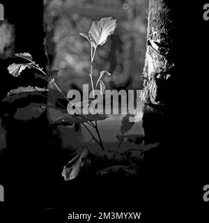 Kunstfoto: Waldlandschaft in wunderschönem Licht am späten Abend mit Bildern von Bäumen in Schwarz und Weiß, eine schöne Kunstaufnahme der Natur im Sommer, in t Stockfoto