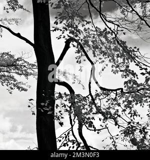 Schwarzweißfoto der Silhouette des Buchenbaums am Ufer im Cannock Chase AONB-Gebiet von herausragender natürlicher Schönheit in Staffordshire Stockfoto