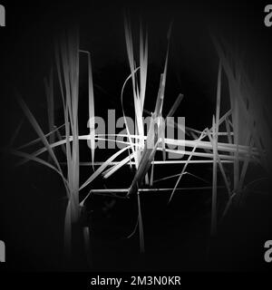 Schwarz-Weiß-Fotografie von Schilf auf einem Waldteich mit wildem Schilf, alles auf dem Land und in den Wäldern in einem Gebiet von herausragender Qualität Stockfoto