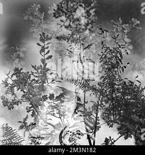 Kunstfoto halbabstrakt aufgenommen mit mehreren Aufnahmen in Schwarzweiß, ein Bild der Natur im späten Frühling, in den Wäldern Stockfoto