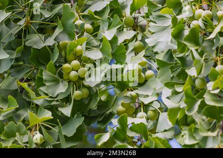 Ginkgo Baum mit Früchten - weit verbreitet in der alternativen Medizin und gesunden Lebensstil Stockfoto