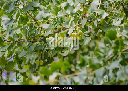 Ginkgo Baum mit Früchten - weit verbreitet in der alternativen Medizin und gesunden Lebensstil Stockfoto