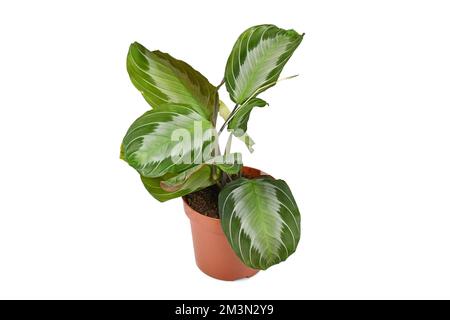 Exotische Zimmerpflanze „Maranta Leuconeura Silver Band“ in Blumentopf auf weißem Hintergrund Stockfoto