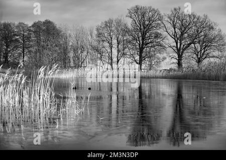 Gefrorener See mit Esel in eisfreiem Bereich in Schwarz und Weiß. Bäume am Rand und Schilf im gefrorenen See. Sonnenschein und dramatischer Himmel. Querformat Stockfoto