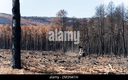 Holzeinschlagsmaschinen nach einem großen Waldbrand Stockfoto