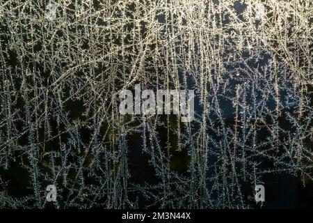 Poole, Dorset, UK. 16.. Dezember 2022 Britisches Wetter: An einem kalten, frostigen Morgen in Poole, Dorset erzeugt wunderschöne feine Frostmuster der Natur auf dem Glas. Kredit: Carolyn Jenkins/Alamy Live News Stockfoto