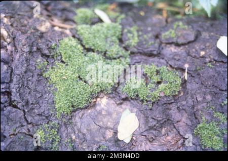 Algen ist ein informeller Begriff für eine große und vielfältige Gruppe photosynthetischer eukaryotischer Organismen. Es handelt sich um eine polyphyletische Gruppierung, die Spezies aus mehreren unterschiedlichen Klavieren umfasst. Algen sind normalerweise mit der Farbe Grün gekennzeichnet. Stockfoto