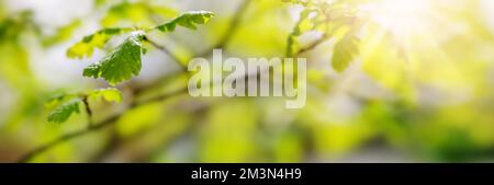 Panoramablick auf den Ast des Baumes mit jungen Blättern. Stockfoto