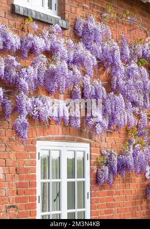Wisteria-Pflanze mit Blumen oder Racemes, die im Frühjahr in Großbritannien an einer Hauswand wachsen. Stockfoto