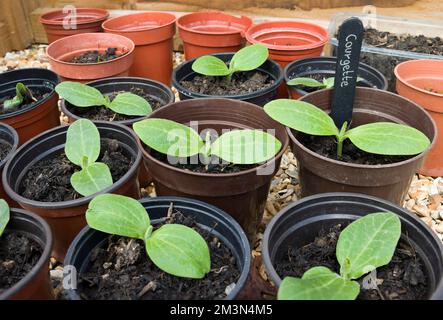 Junge Zucchinipflanzen (Zucchini) in Töpfen. Anbau von Gemüsesetzlingen, Vereinigtes Königreich Stockfoto