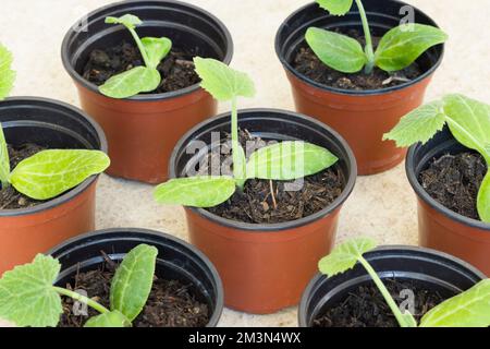 Junge Zucchinipflanzen (Zucchini) in Töpfen. Anbau von Gemüsesetzlingen, Vereinigtes Königreich Stockfoto