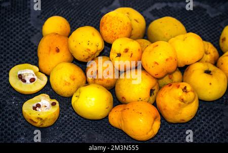 Gelbe Früchte von Quitten auf dem Tisch. Stockfoto