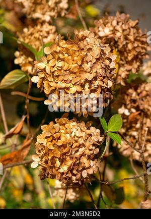 Braune trockene Hortensien auf Zweigen im Herbst. Stockfoto