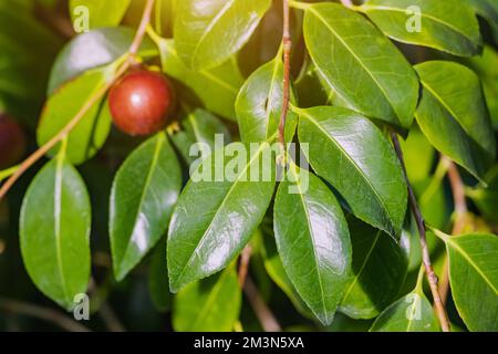 Kamelienblätter und reife rote Früchte, die sich im Busch verstecken. Ernte und Kräutermedizin und Teekonzept Stockfoto