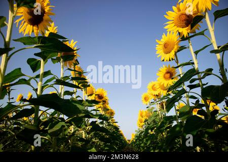 Fotografische Dokumentation mit einem Bild von einem Feld voller Sonnenblumen in voller Blüte Stockfoto