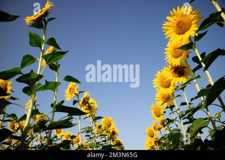 Fotografische Dokumentation mit einem Bild von einem Feld voller Sonnenblumen in voller Blüte Stockfoto
