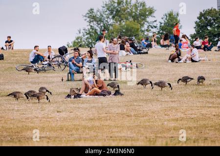 30. Juli 2022, Köln, Deutschland: Viele Menschen und Studenten entspannen sich an einem freien Sommertag im Stadtpark. Gänse grasen auf dem Rasen Stockfoto