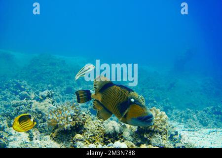 Schöner Picasso Titan Triggerfish, Auslöser Fische an einem bunten Korallenriff im Roten Meer in Ägypten. Blaues Wasser, Hurghada, Sporttauchen, Unterwasser Stockfoto