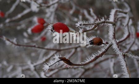 Rote Beeren im Schnee, Eiskristalle Stockfoto