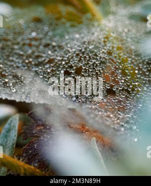 Spinnennetz mit Eiern, Kokons, Tautropfen Stockfoto