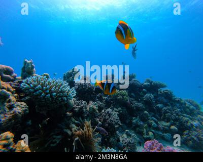 Wunderschöner Clownfisch Nemo von Nemo in der Anemone im warmen tropischen Wasser des Roten Meeres in Hurghada, Ägypten. Tauchen unter Wasser Stockfoto