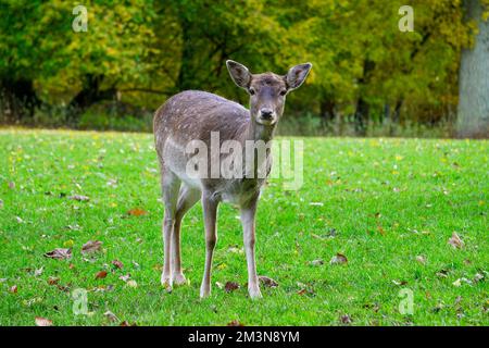 Wunderschöne Hirsche im grünen Graspark Stockfoto