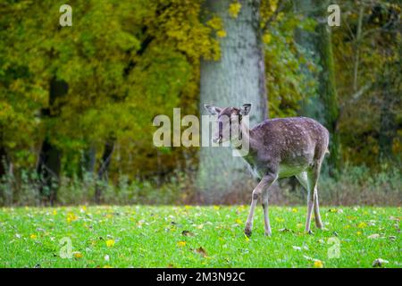 Wunderschöne Hirsche im grünen Graspark Stockfoto